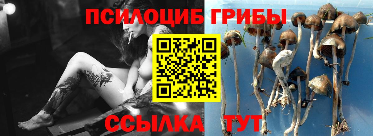 Солнечногорск  Галлюциногенные грибы Cubensis  Вход с VPN 